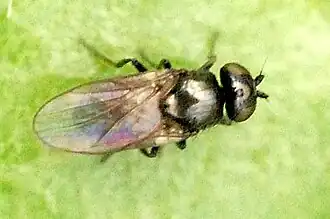 Grootoogspeldenknopje