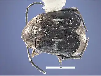 Zabrotes subfasciatus