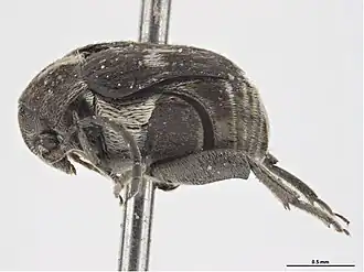 Zabrotes subfasciatus