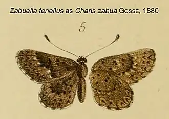 Zabuella
