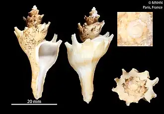 Zacatrophon skoglundae
