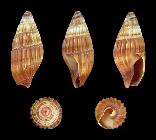 Zafra pumila forma minuscula (donker)