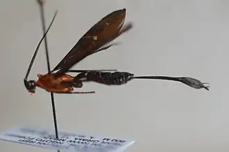 Zaglyptogastra spathulata