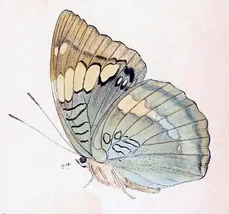 Euthalia patala