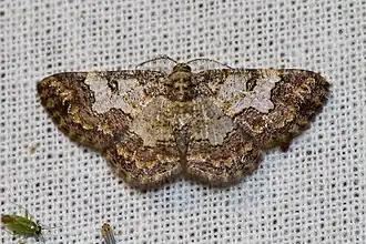 Zamarada metallicata