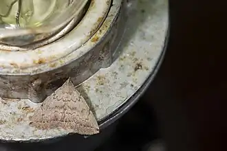 Zanclognatha nigrisigna