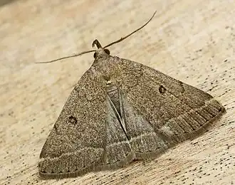 Zanclognatha zelleralis