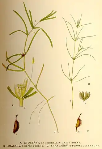 Zannichelliaceae