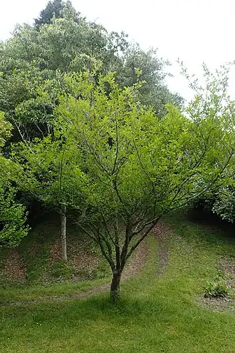 Zanthoxylum piperitum