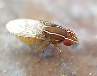 Zaprionus tuberculatus