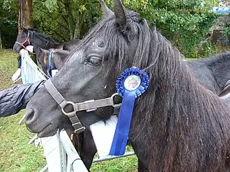 Pottokpony's op een keuring