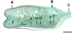 Lengtedoorsnede maiskorrel, schaal=1,4 mm: A=pericarp, B=aleuronlaag C=Aanhechting zaad, D=endosperm E=coleorhiza, F=worteltje G=hypocotyl, H=pluimpje I=schildje, J=coleoptyl