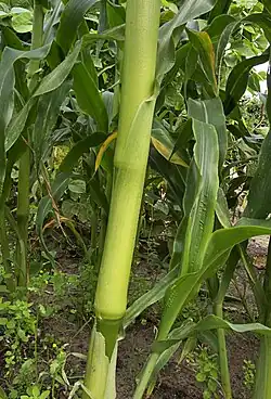 Suikermaisstengel met bladscheden