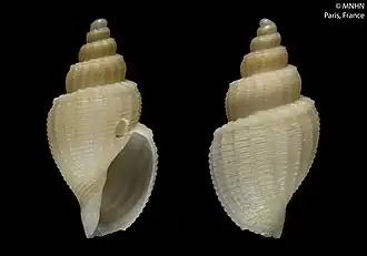 Zeadmete physomon