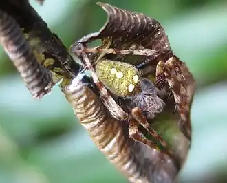 Zealaranea trinotata