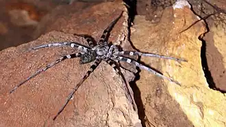 Viridasius fasciatus