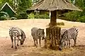 Zebra's op de Afrika-savanne in het dierenpark