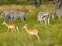 Burchellzebra's en impala's