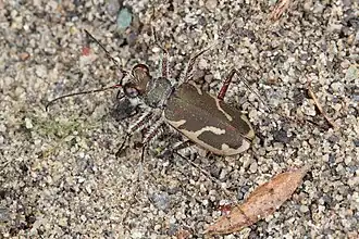 Neocicindela feredayi