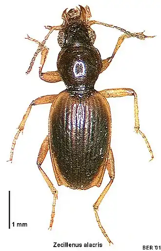 Zecillenus alacris