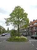 Vrijheidsboom