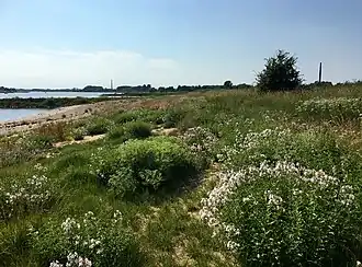 De kweekdravik-associatie