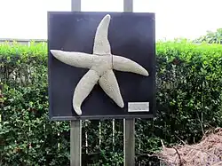 Zeester van Hans Bijtelaar