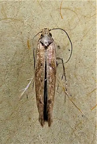 Zelleria porphyraula