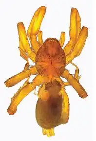 Zelotibia curvifemur