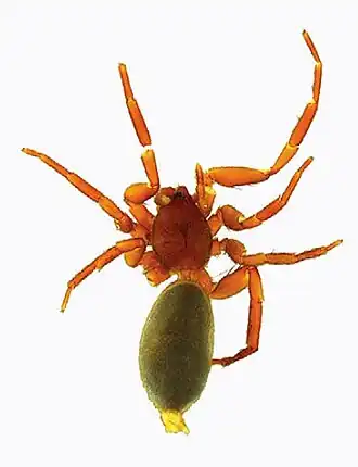 Zelotibia paucipapillata