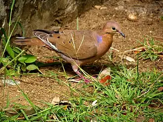 Antilliaanse treurduif