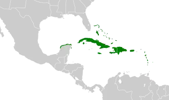 Antilliaanse treurduif