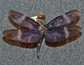 Zenithoptera fasciata