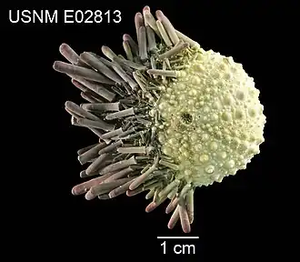 Zenocentrotus paradoxus