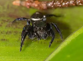 Zenodorus orbiculatus