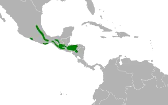 Sclaters kwartelduif