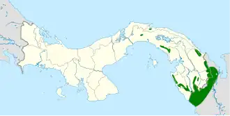 Goldmans kwartelduif