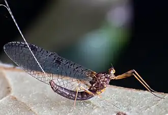 Zephlebia spectabilis