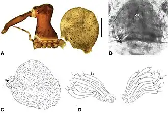 Austrarchaea robinsi
