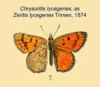 Chrysoritis lycegenes