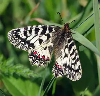 Zuidelijke pijpbloemvlinder (Zerynthia polyxena)