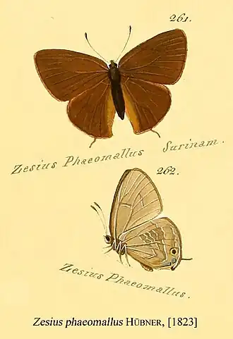 Zesius phaeomallus