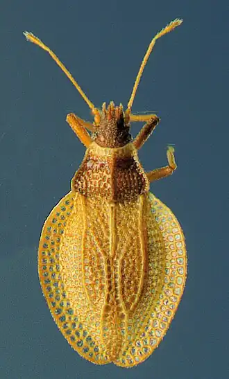 Zetekella caroli