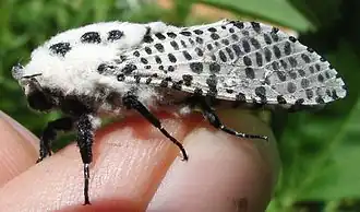 Gestippelde houtvlinder