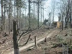 Zwaar beschadigde beukenlaan op de Lombokheuvel ten gevolge van de valwind van 18 juni 2021. Kijkrichting Oost met op de achtergrond de Uilentoren.