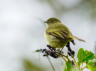 Boliviaanse vliegenpikker
