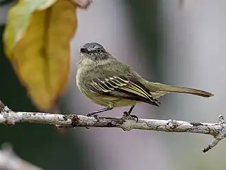 Slankpootvliegenpikker