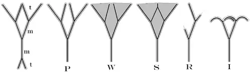 t=teloom, m=mesoom P=Planatie, Vergroeiing: W=Webbing en S=Syngenese, R=Reductie, I=Incurvatie