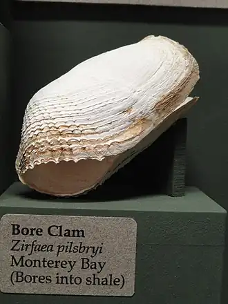 Zirfaea pilsbryi