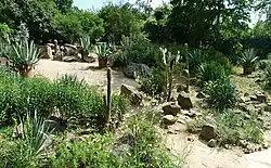 Tuin met succulenten